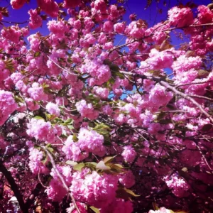 Kwanzan Cherry Tree Live Plant, Pink Cherry Blossom Plant Live from 6 to 12 Inc Height, 3 Inc Container