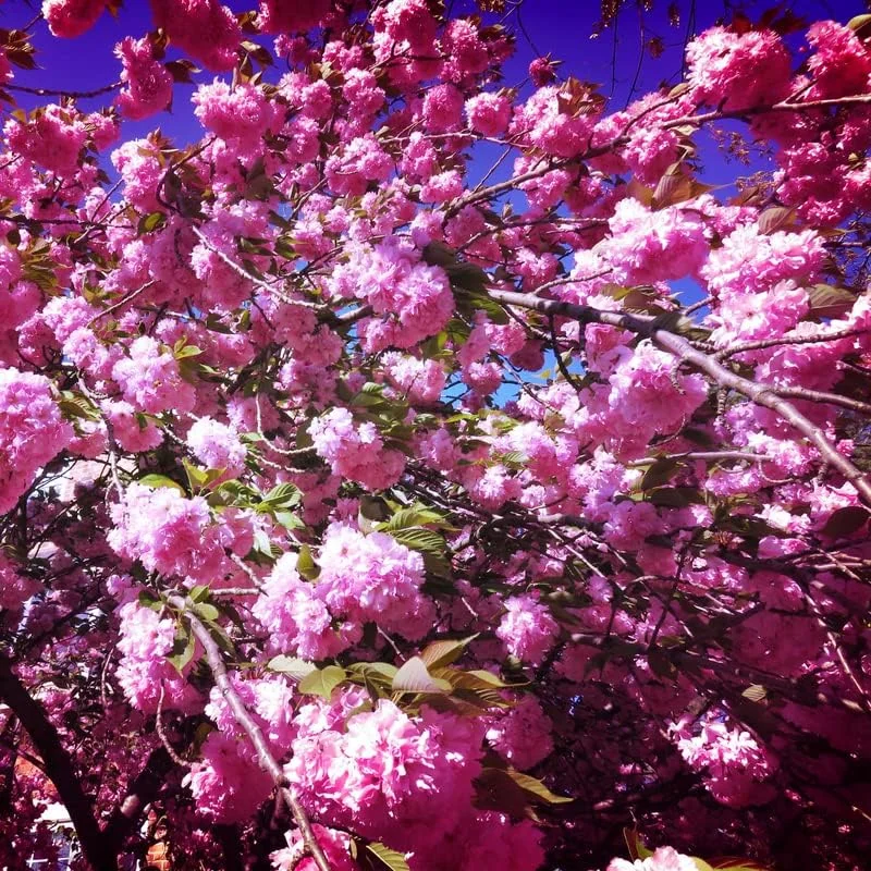 Kwanzan Cherry Tree Live Plant, Pink Cherry Blossom Plant Live from 6 to 12 Inc Height, 3 Inc Container