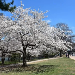 Yoshino Cherry Tree Live Plant, White Cherry Blossom Plant Live from 6 to 12 Inc Height, 3 Inc Container