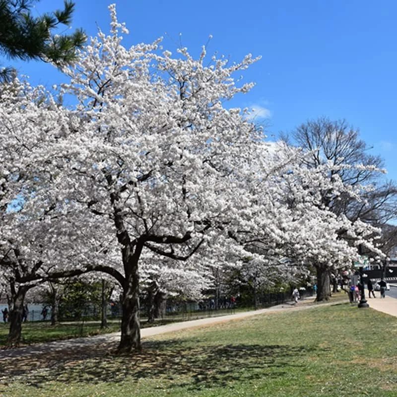 Yoshino Cherry Tree Live Plant, White Cherry Blossom Plant Live from 6 to 12 Inc Height, 3 Inc Container
