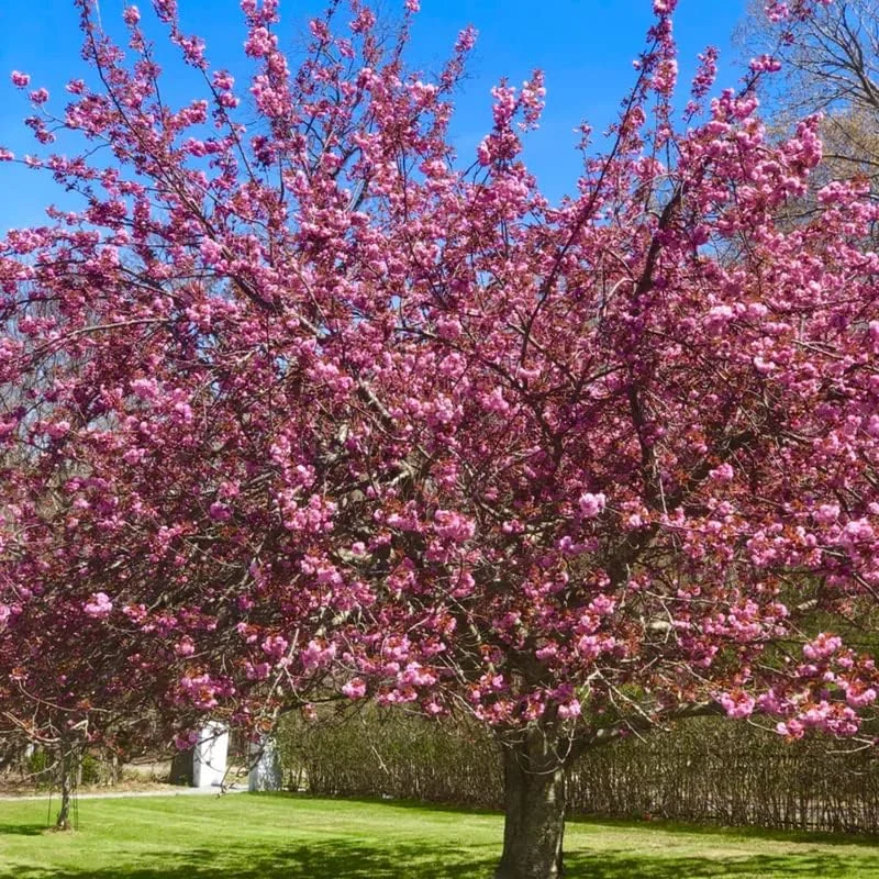 Kwanzan Cherry Tree Live Plant, Pink Cherry Blossom Plant Live from 6 to 12 Inc Height, 3 Inc Container