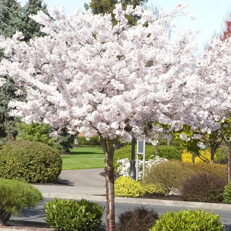 Yoshino Cherry Tree Live Plant, White Cherry Blossom Plant Live from 6 to 12 Inc Height, 3 Inc Container