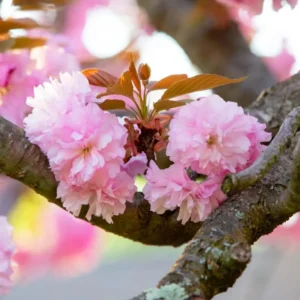 Kwanzan Cherry Tree Live Plant, Pink Cherry Blossom Plant Live from 6 to 12 Inc Height, 3 Inc Container