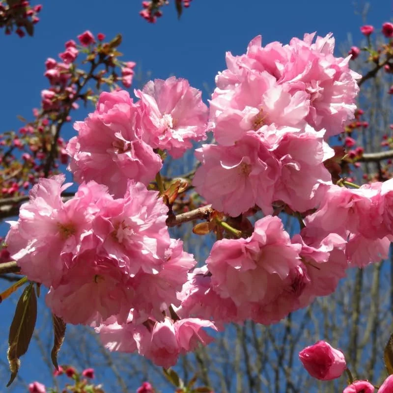 Kwanzan Cherry Tree Live Plant, Pink Cherry Blossom Plant Live from 6 to 12 Inc Height, 3 Inc Container
