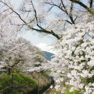 Yoshino Cherry Tree Live Plant, White Cherry Blossom Plant Live from 6 to 12 Inc Height, 3 Inc Container