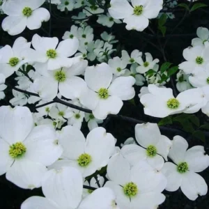 2 White Flowering Dogwood Trees - 24-36