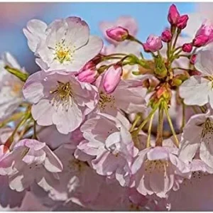 Live Akebono Cherry Blossom Tree (6''-10'' Tall) - Cherry Blossom for Gardening - Not Ship AZ & CA
