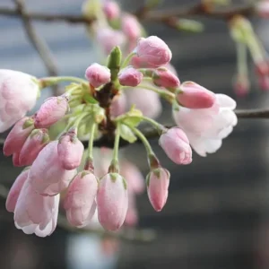 Live Akebono Cherry Blossom Tree (6''-10'' Tall) - Cherry Blossom for Gardening - Not Ship AZ & CA
