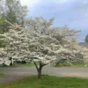 2 White Flowering Dogwood Trees - 24-36" Tall (2-3 Ft) Live Plants - Cornus Florida