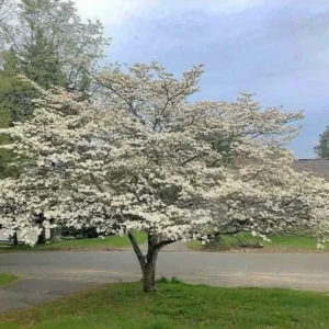 2 White Flowering Dogwood Trees - 24-36