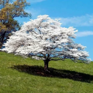 2 White Flowering Dogwood Trees - 24-36
