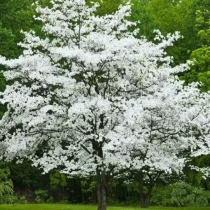 2 White Flowering Dogwood Trees - 24-36