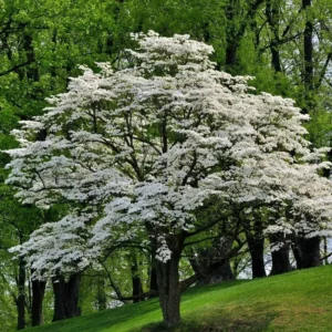 2 White Flowering Dogwood Trees - 24-36