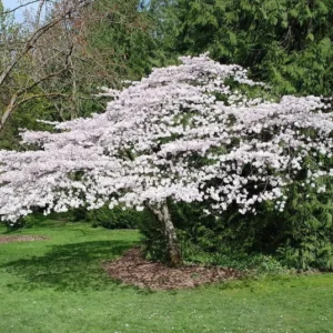 Live Akebono Cherry Blossom Tree (6''-10'' Tall) - Cherry Blossom for Gardening - Not Ship AZ & CA