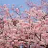 Live Akebono Cherry Blossom Tree (6''-10'' Tall) - Cherry Blossom for Gardening - Not Ship AZ & CA