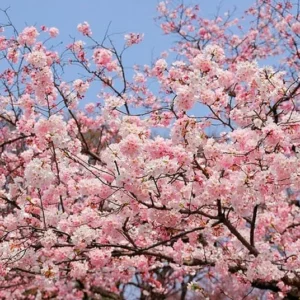Live Akebono Cherry Blossom Tree (6''-10'' Tall) - Cherry Blossom for Gardening - Not Ship AZ & CA