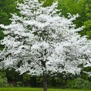2 White Flowering Dogwood Trees - 24-36
