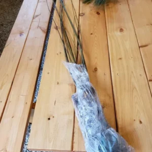 2 White Flowering Dogwood Trees - 24-36