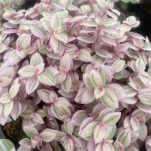 Pink Tradescantia Plant 4