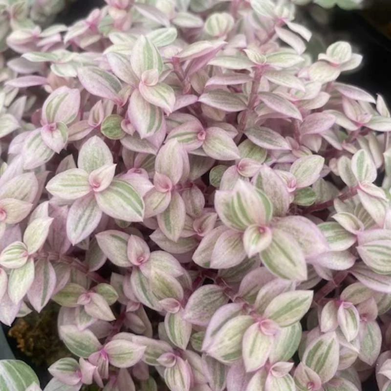 Pink Tradescantia Plant 4" Pot - Creeping Turtle Vine Callisia Repens