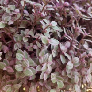 Pink Tradescantia Plant 4