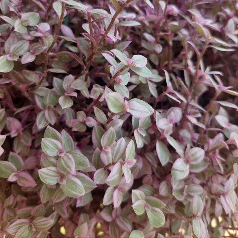 Pink Tradescantia Plant 4" Pot - Creeping Turtle Vine Callisia Repens