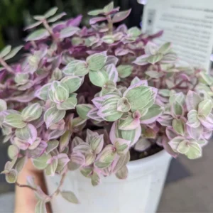 Pink Tradescantia Plant 4