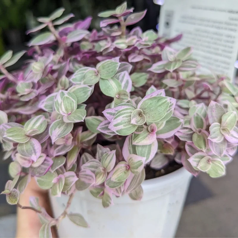 Pink Tradescantia Plant 4" Pot - Creeping Turtle Vine Callisia Repens