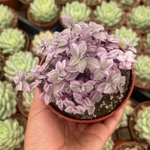 Pink Tradescantia Plant 4