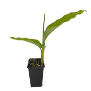 Galangal Root Plant - Live Herb Plant - 4-6 Inch Height