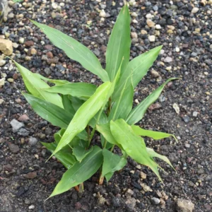 Galangal Root Plant - Live Herb Plant - 4-6 Inch Height