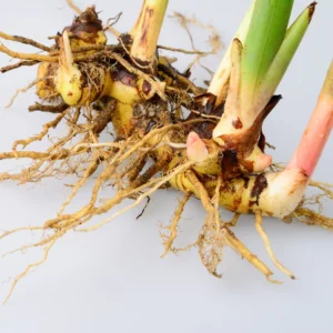 Galangal Root Plant - Live Herb Plant - 4-6 Inch Height