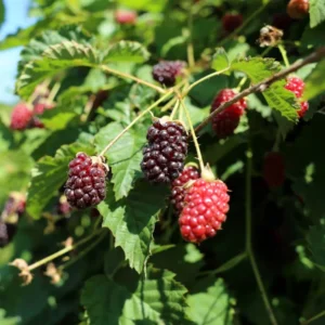 Boysenberry Plant - 4 to 6 Inch Tall - Berry Plant