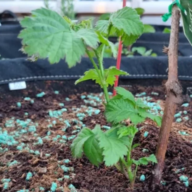 Boysenberry Plant - 4 to 6 Inch Tall - Berry Plant