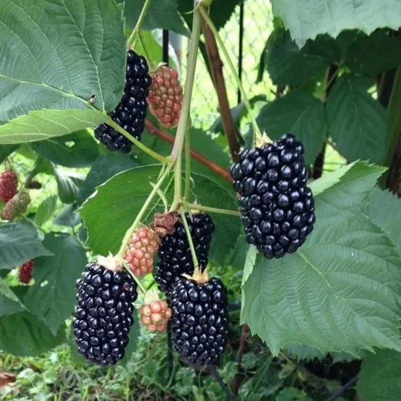 Boysenberry Plant - 4 to 6 Inch Tall - Berry Plant