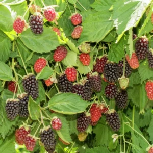 Boysenberry Plant - 4 to 6 Inch Tall - Berry Plant