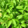 Stevia Plant 3-6 Inch Live Herb Plant for Sweetening