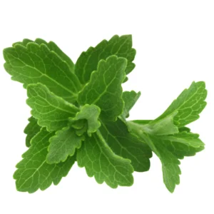 Stevia Plant 3-6 Inch Live Herb Plant for Sweetening