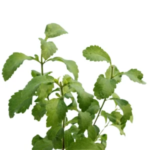 Stevia Plant 3-6 Inch Live Herb Plant for Sweetening
