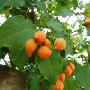 Peanut Butter Tree Plant - 4-6 Inch Size - Unique Fruiting Tree