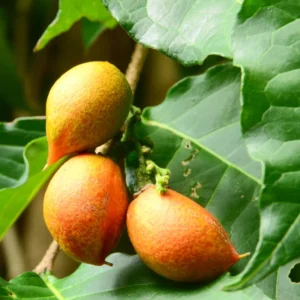 Peanut Butter Tree Plant - 4-6 Inch Size - Unique Fruiting Tree