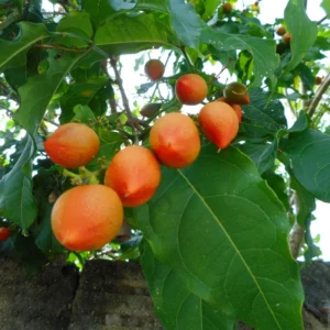 Peanut Butter Tree Plant - 4-6 Inch Size - Unique Fruiting Tree