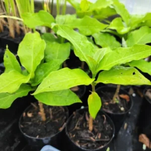 Peanut Butter Tree Plant - 4-6 Inch Size - Unique Fruiting Tree