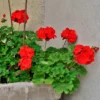 Red Geranium Plant 4-6 Inch Potted Flower