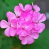 Pink Geranium Plant 4-6" Tall Flower Garden