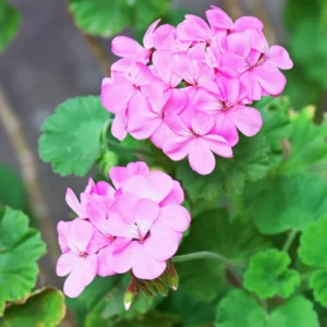Pink Geranium Plant 4-6