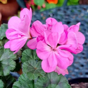 Pink Geranium Plant 4-6