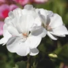 White Geranium Plant 4-6 Inch Live Potted Flower