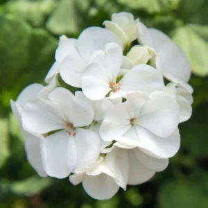 White Geranium Plant 4-6 Inch Live Potted Flower