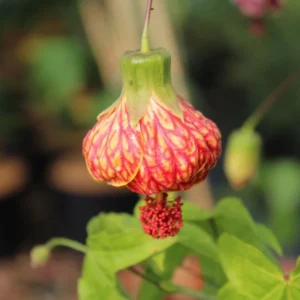Orange Abutilon Plant - 4-6 Inch Flowering Shrub - Bright Orange Blooms